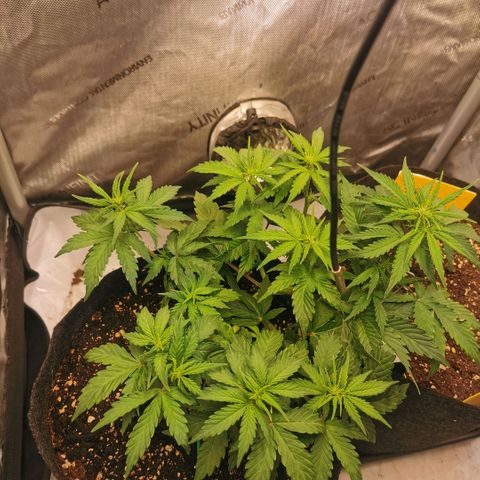 Sour Diesel Auto growlog timeline photo