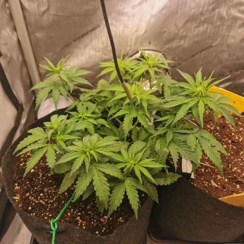 Sour Diesel Auto growlog timeline photo