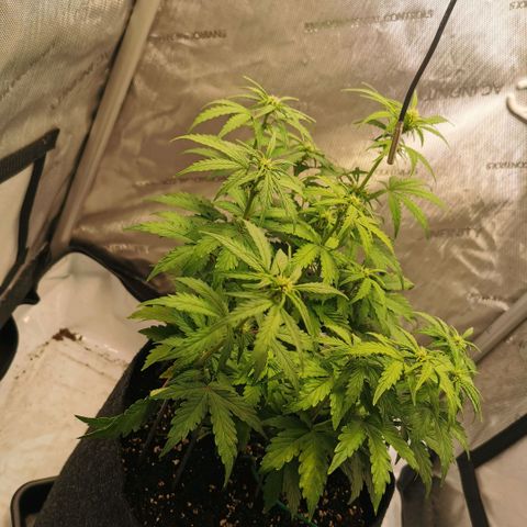 Sour Diesel Auto growlog timeline photo