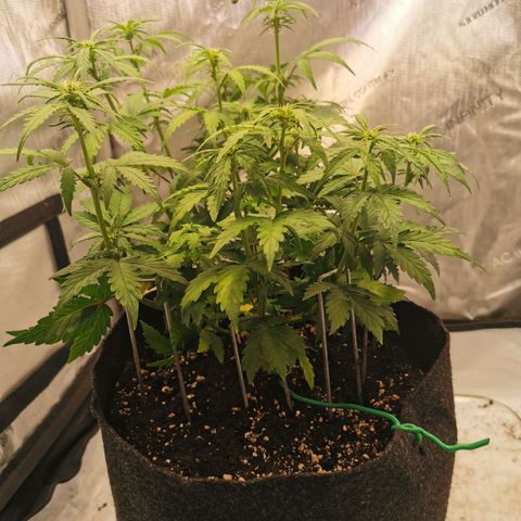 Sour Diesel Auto growlog timeline photo