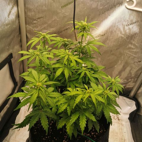 Sour Diesel Auto growlog timeline photo