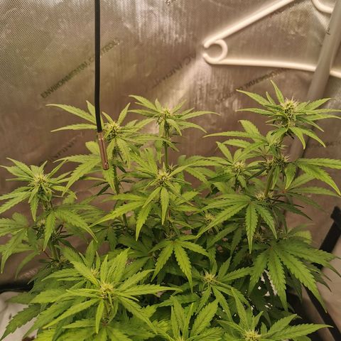 Sour Diesel Auto growlog timeline photo
