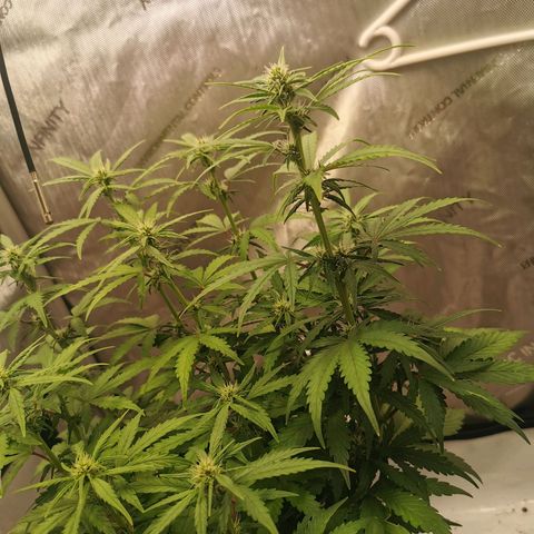 Sour Diesel Auto growlog timeline photo