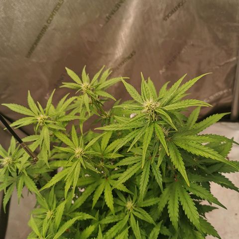 Sour Diesel Auto growlog timeline photo