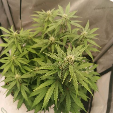 Sour Diesel Auto growlog timeline photo