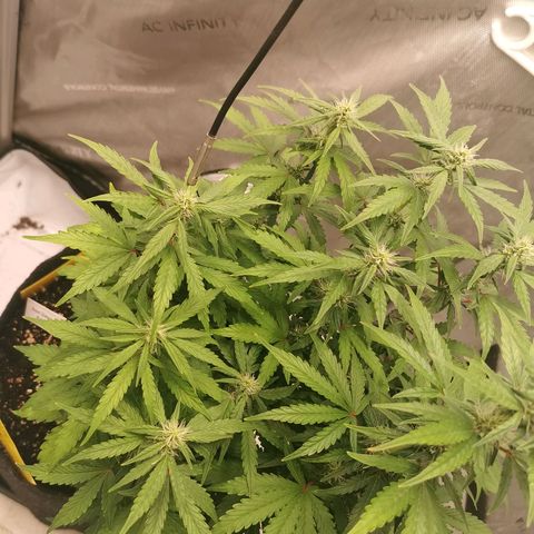Sour Diesel Auto growlog timeline photo