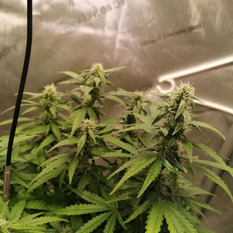 Sour Diesel Auto growlog timeline photo