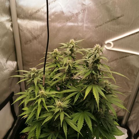 Sour Diesel Auto growlog timeline photo