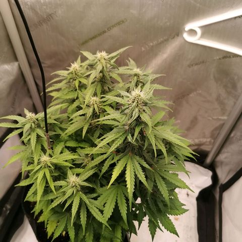 Sour Diesel Auto growlog timeline photo