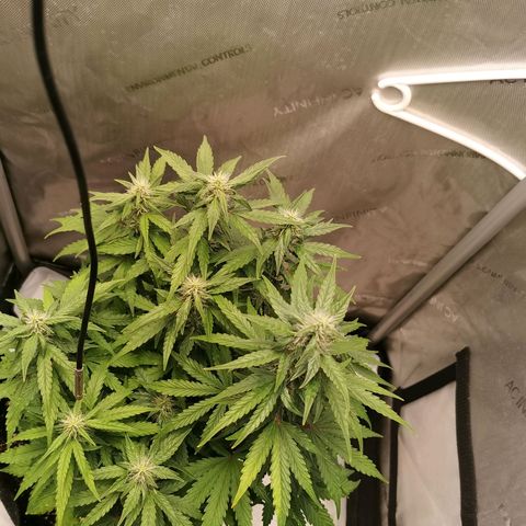 Sour Diesel Auto growlog timeline photo
