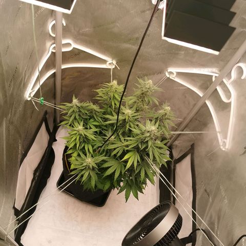 Sour Diesel Auto growlog timeline photo