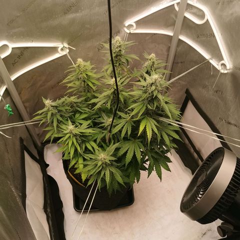 Sour Diesel Auto growlog timeline photo