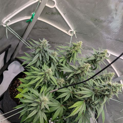 Sour Diesel Auto growlog timeline photo