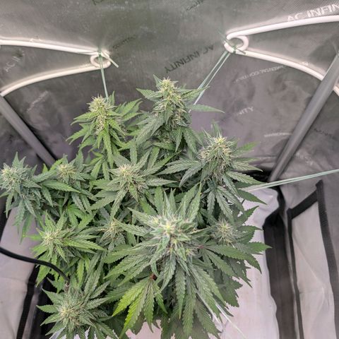 Sour Diesel Auto growlog timeline photo