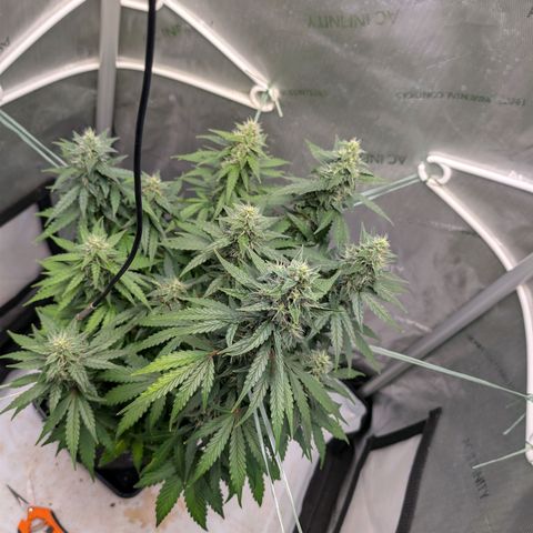 Sour Diesel Auto growlog timeline photo