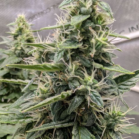 Sour Diesel Auto growlog timeline photo