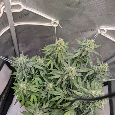 Sour Diesel Auto growlog timeline photo