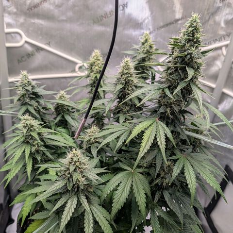 Sour Diesel Auto growlog timeline photo