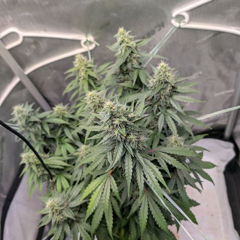 Sour Diesel Auto growlog timeline photo
