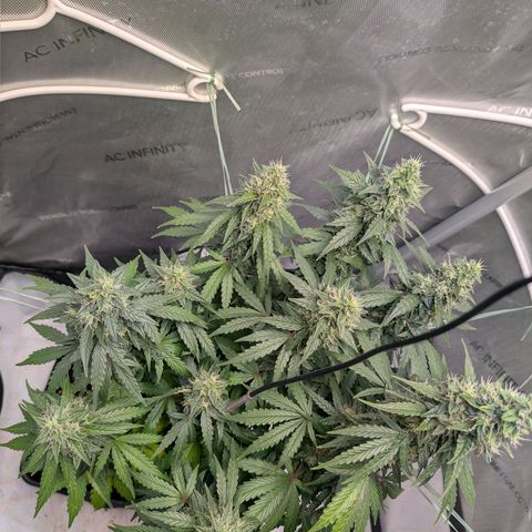 Sour Diesel Auto growlog timeline photo