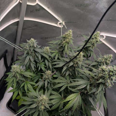 Sour Diesel Auto growlog timeline photo