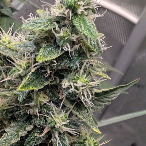 Sour Diesel Auto growlog timeline photo