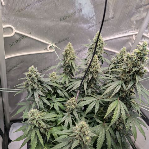Sour Diesel Auto growlog timeline photo