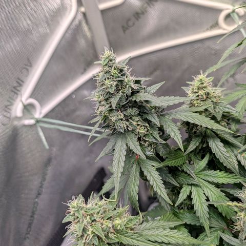 Sour Diesel Auto growlog timeline photo