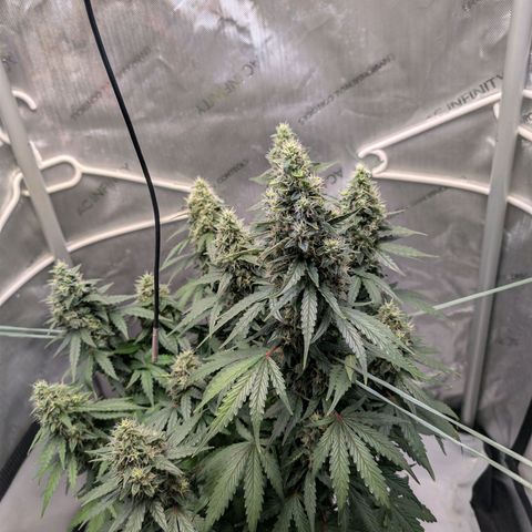 Sour Diesel Auto growlog timeline photo