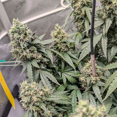 Sour Diesel Auto growlog timeline photo
