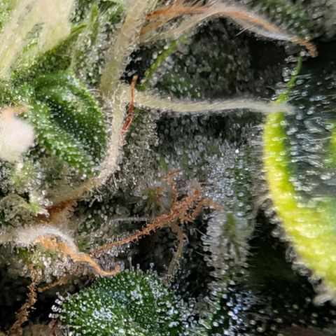 Sour Diesel Auto growlog timeline photo
