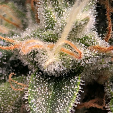 Sour Diesel Auto growlog timeline photo