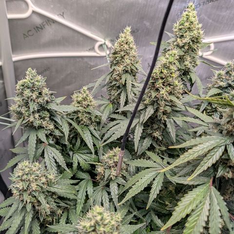 Sour Diesel Auto growlog timeline photo
