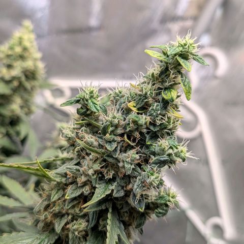 Sour Diesel Auto growlog timeline photo