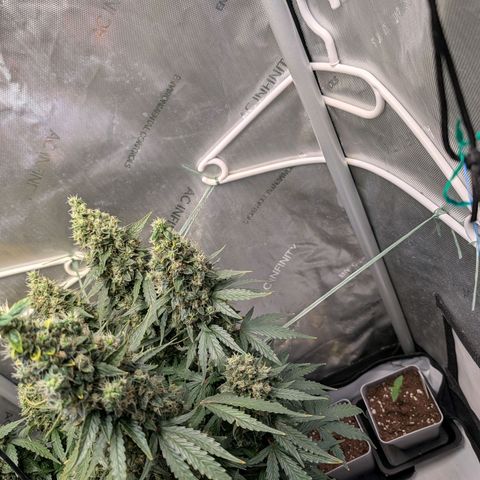 Sour Diesel Auto growlog timeline photo