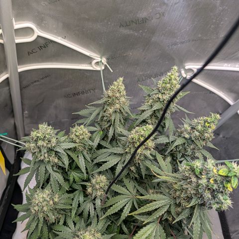 Sour Diesel Auto growlog timeline photo