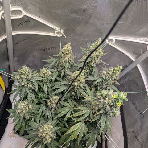 Sour Diesel Auto growlog timeline photo