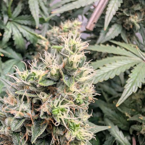 Sour Diesel Auto growlog timeline photo