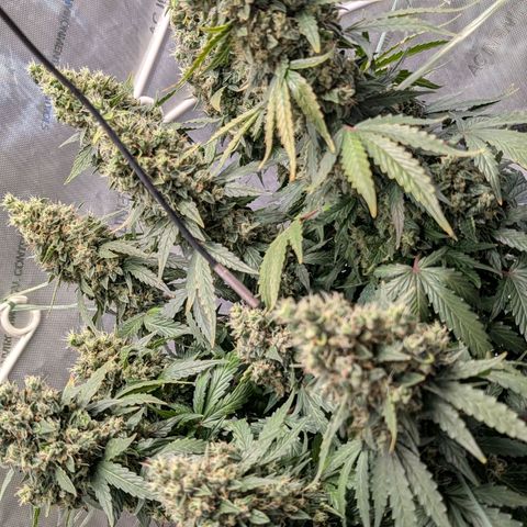 Sour Diesel Auto growlog timeline photo