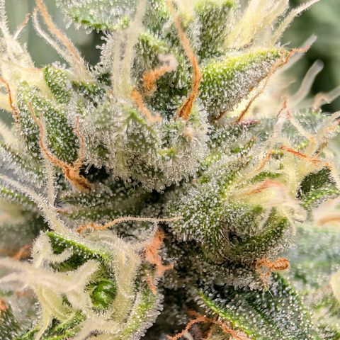 Sour Diesel Auto growlog timeline photo