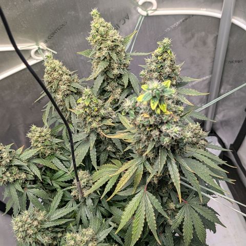 Sour Diesel Auto growlog timeline photo