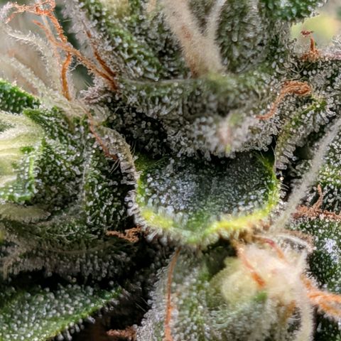 Sour Diesel Auto growlog timeline photo