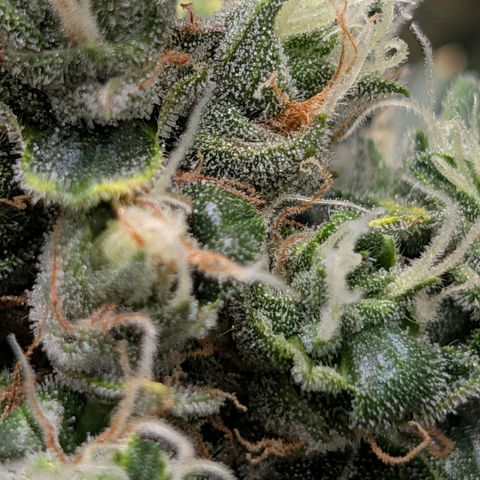 Sour Diesel Auto growlog timeline photo