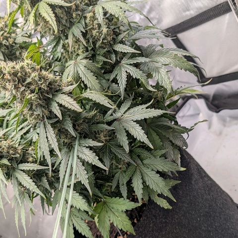 Sour Diesel Auto growlog timeline photo