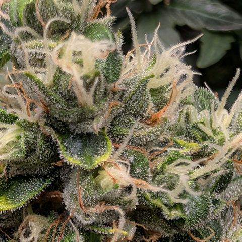 Sour Diesel Auto growlog timeline photo