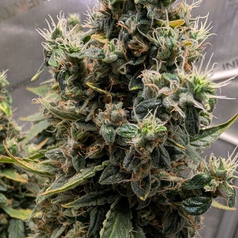 Sour Diesel Auto growlog timeline photo