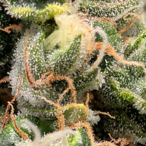 Sour Diesel Auto growlog timeline photo