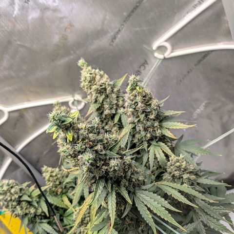 Sour Diesel Auto growlog timeline photo