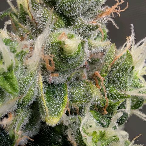 Sour Diesel Auto growlog timeline photo
