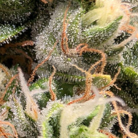 Sour Diesel Auto growlog timeline photo
